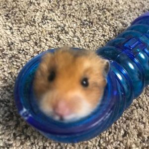 Meet your Posher, Andrea